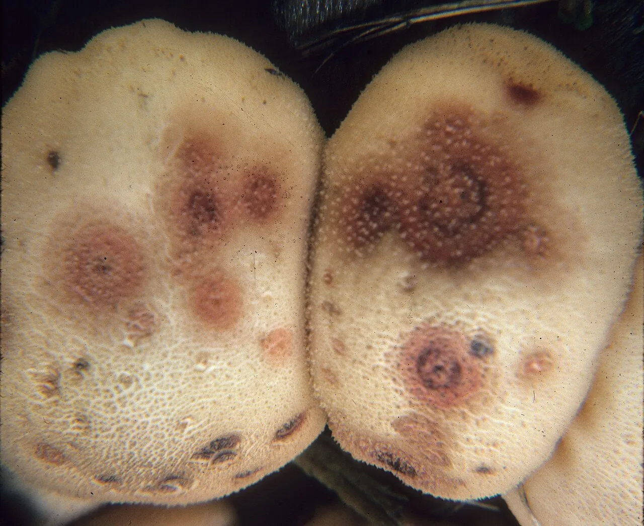 Epicoccum triodiae (Epicoccum triodiae) — photo mycologique
