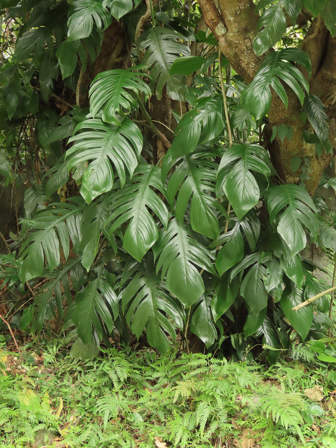 Pothos (Epipremnum) — photo botanique