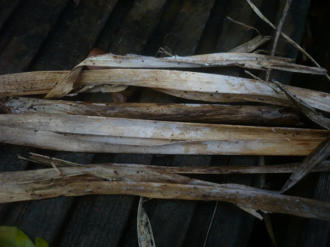 Epithele lutea (Epithele lutea) — photo mycologique