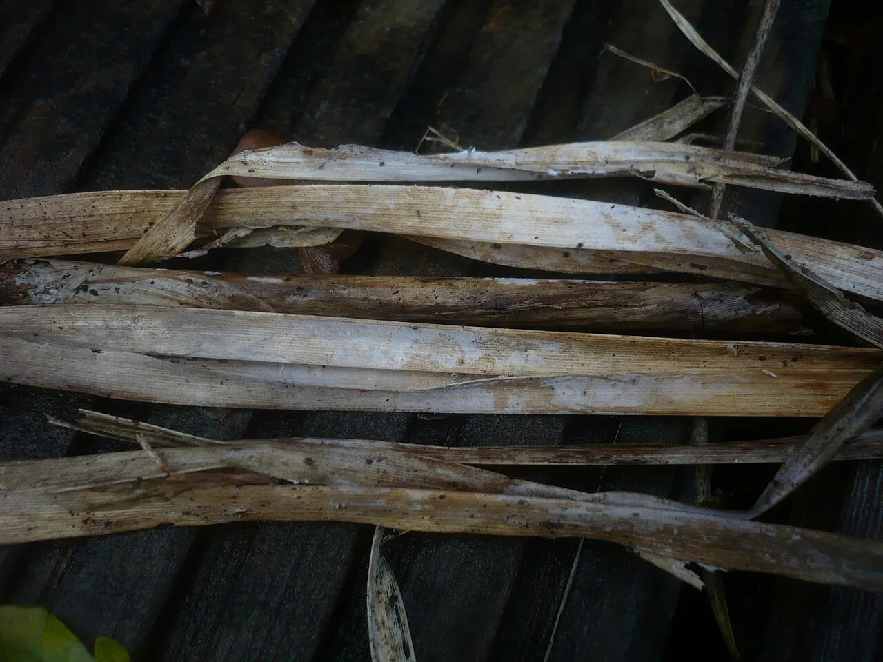 Epithele subfusispora (Epithele subfusispora) — photo mycologique