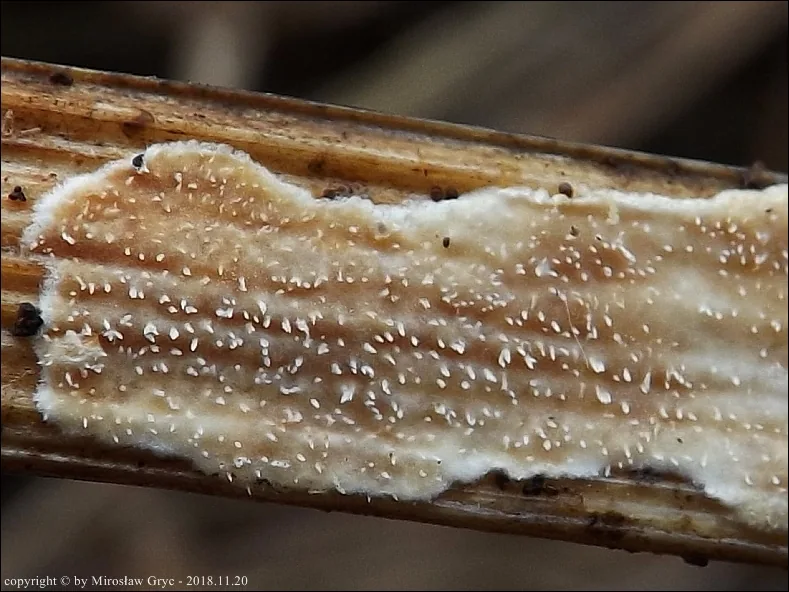 Epithele typhae (Epithele typhae) — photo mycologique