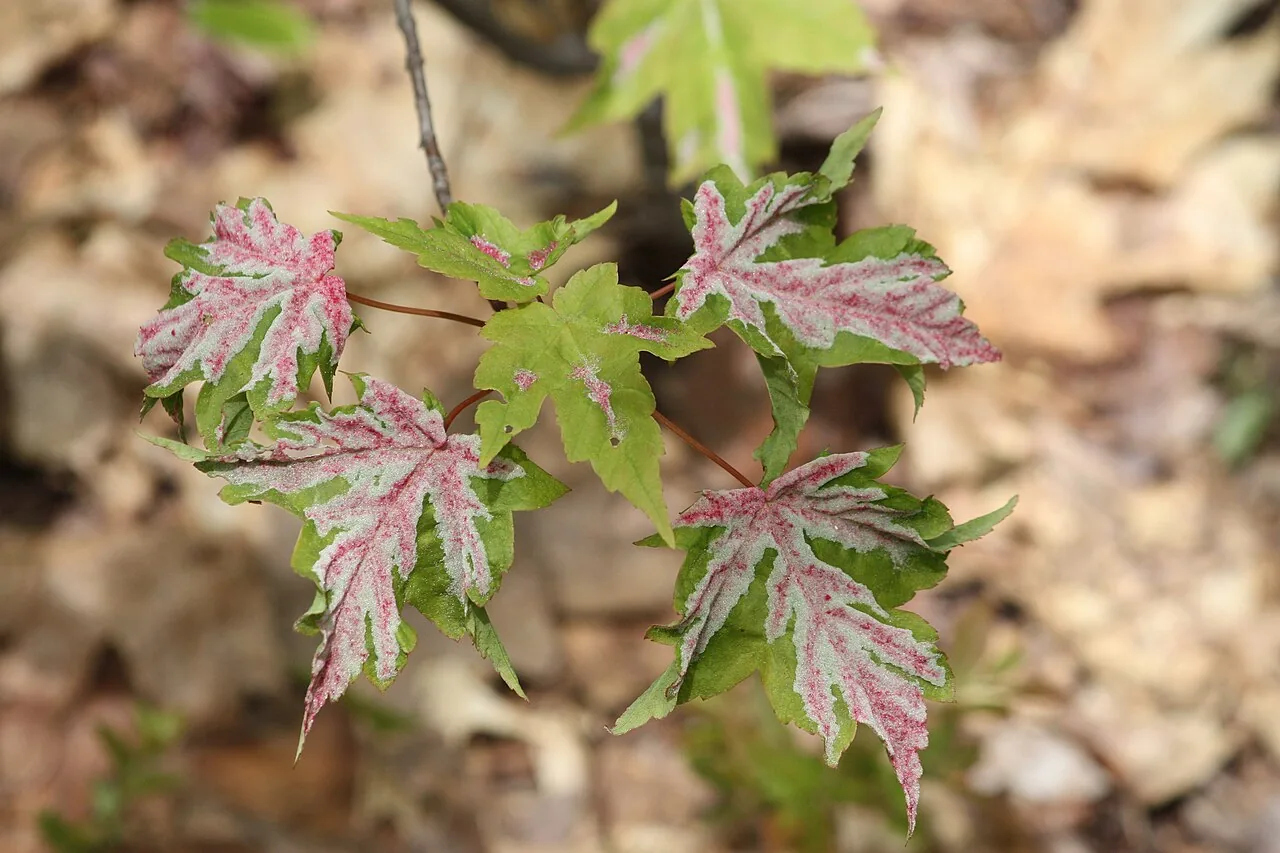 Erineum betulinum (Erineum betulinum) — photo mycologique