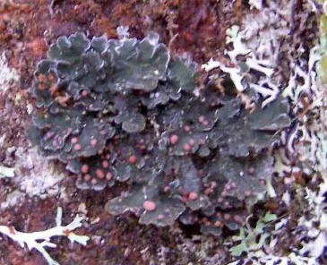 Erioderma granulosum (Erioderma granulosum) — photo mycologique