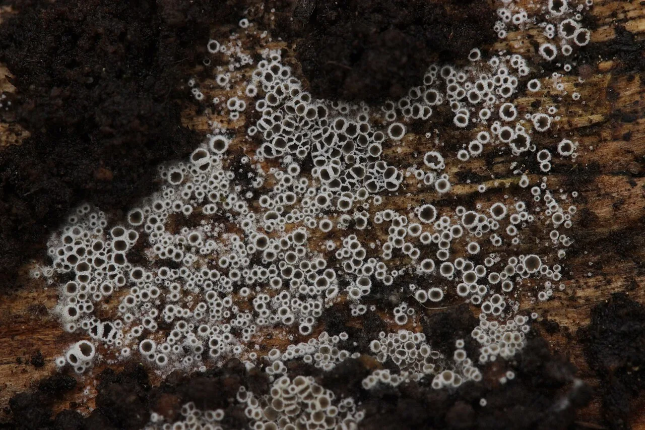 Eriopezia prolifica (Eriopezia prolifica) — photo mycologique