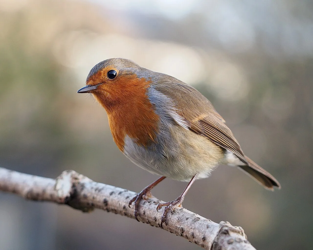 Rougegorge familier (Erithacus rubecula) — photo vertébré