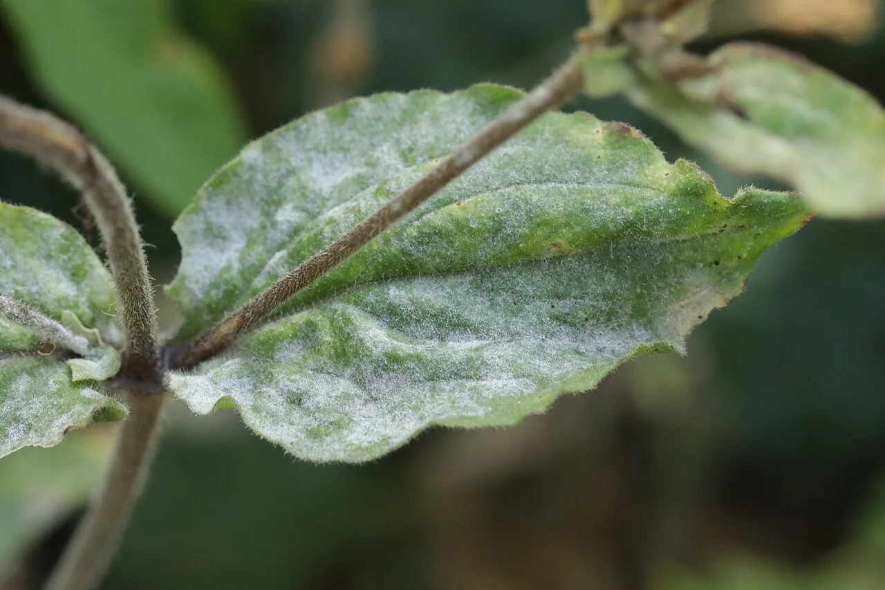 Erysiphe buhrii (Erysiphe buhrii) — photo mycologique