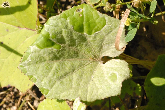 Erysiphe cichoracearum (Erysiphe cichoracearum) — photo mycologique