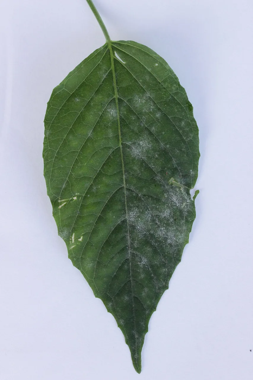 Erysiphe circaeae (Erysiphe circaeae) — photo mycologique