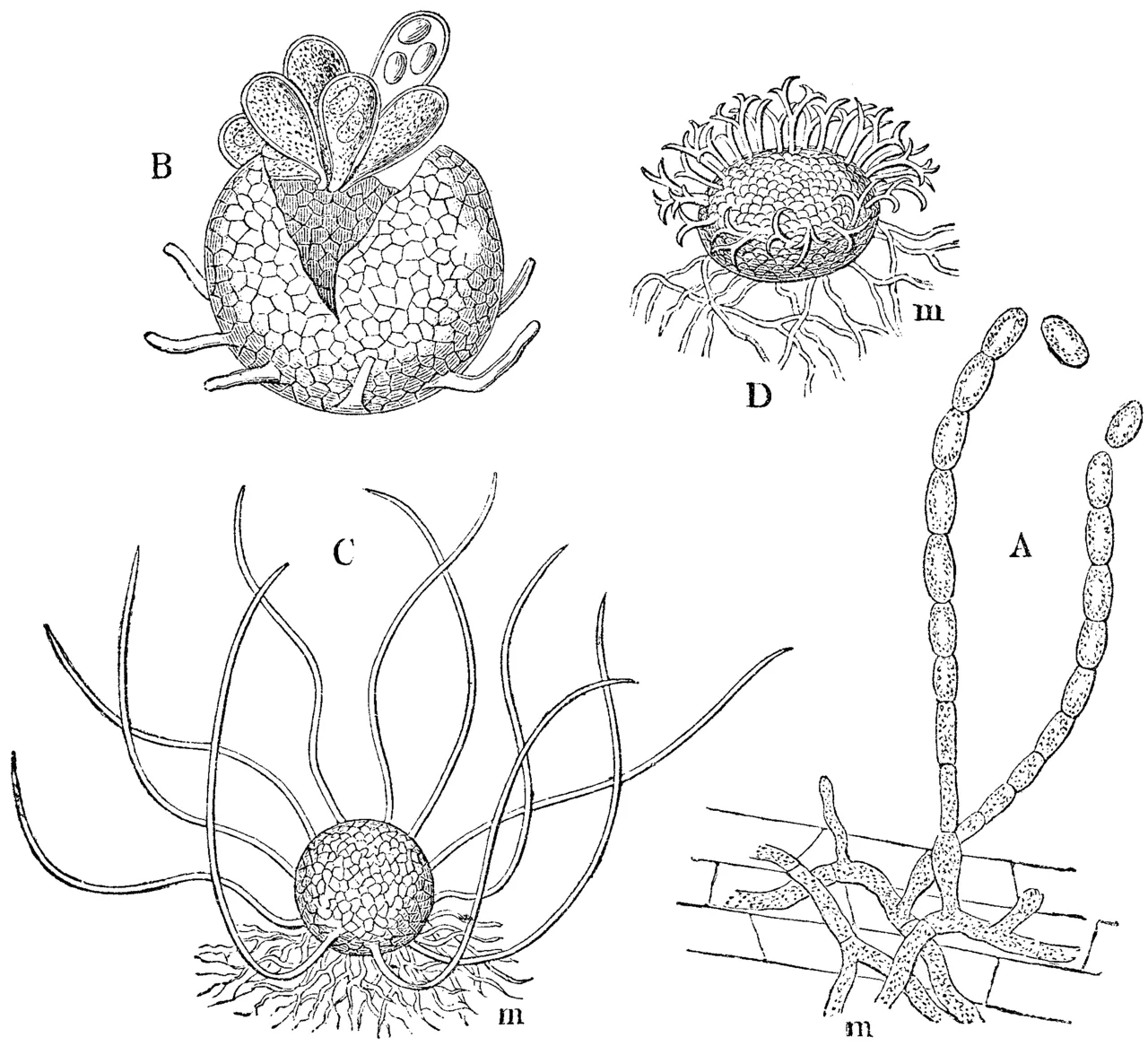 Erysiphe cruciferarum (Erysiphe cruciferarum) — photo mycologique