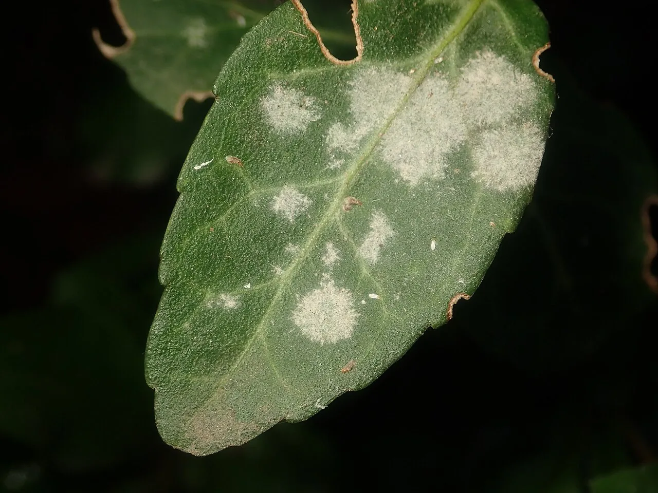 Erysiphe euonymi (Erysiphe euonymi) — photo mycologique