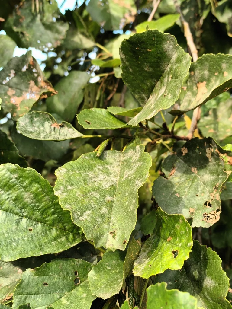 Erysiphe extensa (Erysiphe extensa) — photo mycologique
