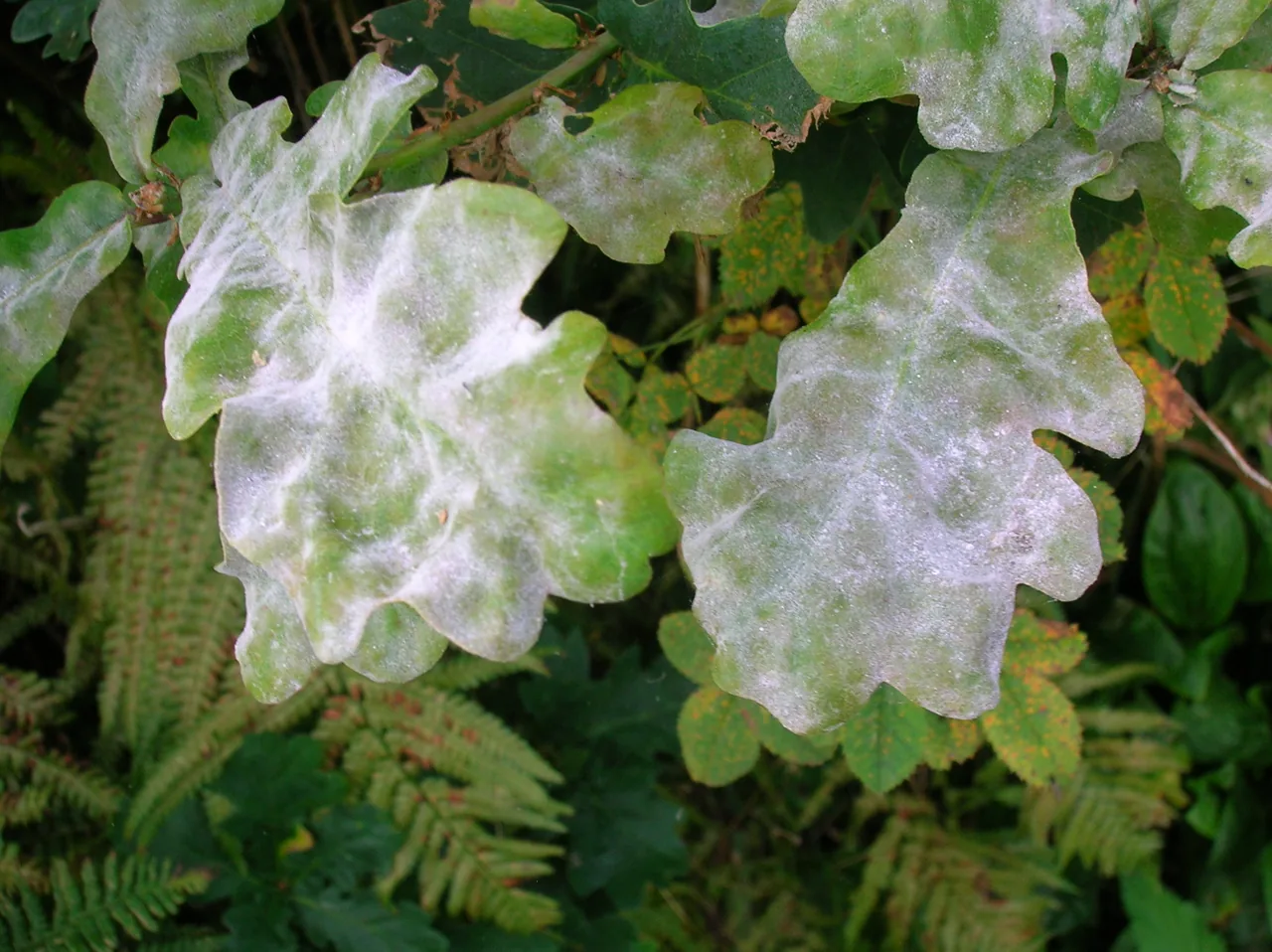 Erysiphe geraniacearum (Erysiphe geraniacearum) — photo mycologique