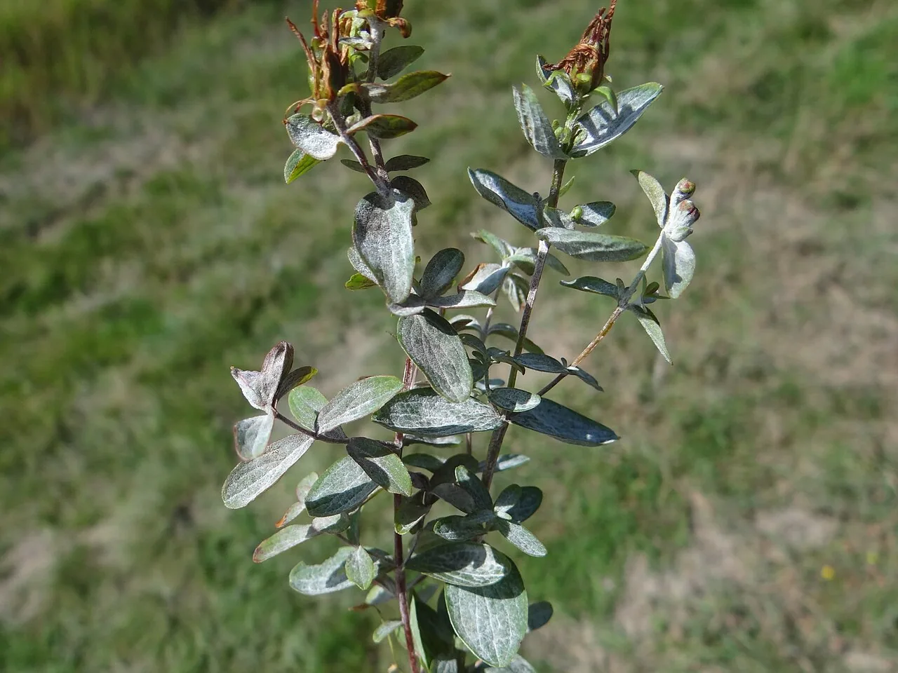 Erysiphe hyperici (Erysiphe hyperici) — photo mycologique