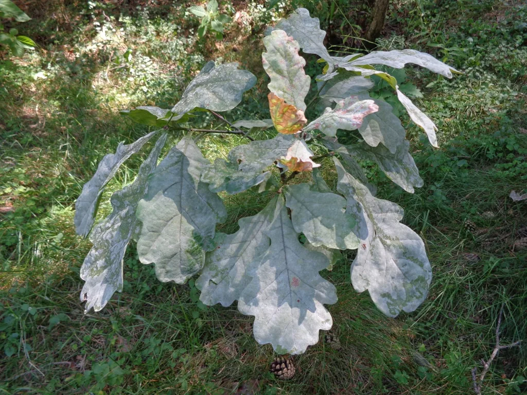 Erysiphe katumotoi (Erysiphe katumotoi) — photo mycologique