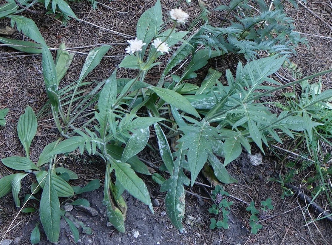 Erysiphe knautiae (Erysiphe knautiae) — photo mycologique