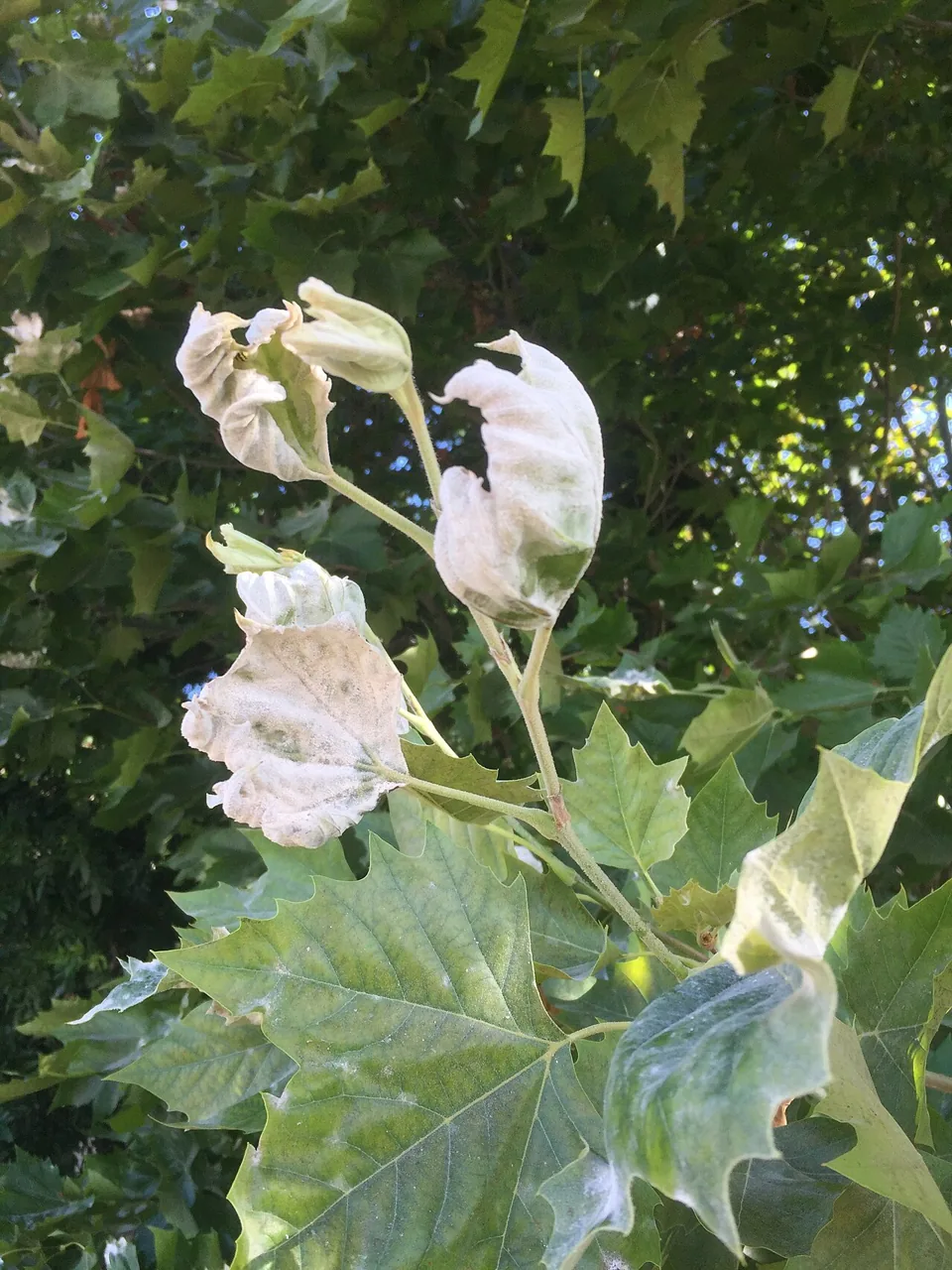 Erysiphe platani (Erysiphe platani) — photo mycologique