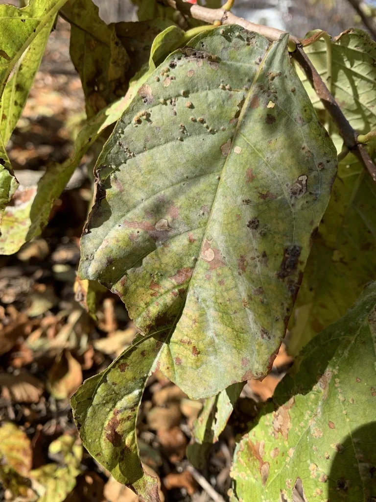 Erysiphe semitosta (Erysiphe semitosta) — photo mycologique