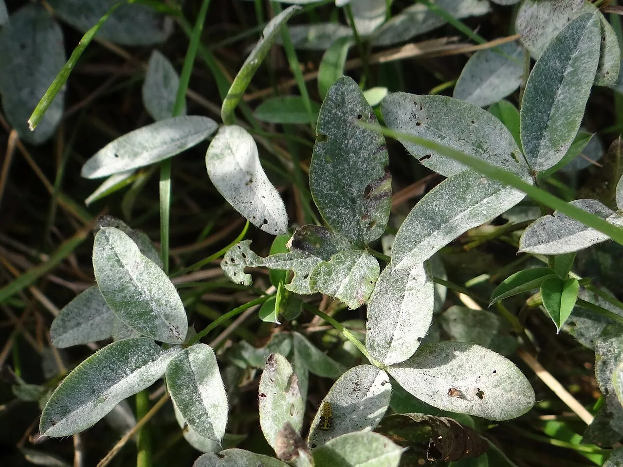 Erysiphe trifolii (Erysiphe trifolii) — photo mycologique