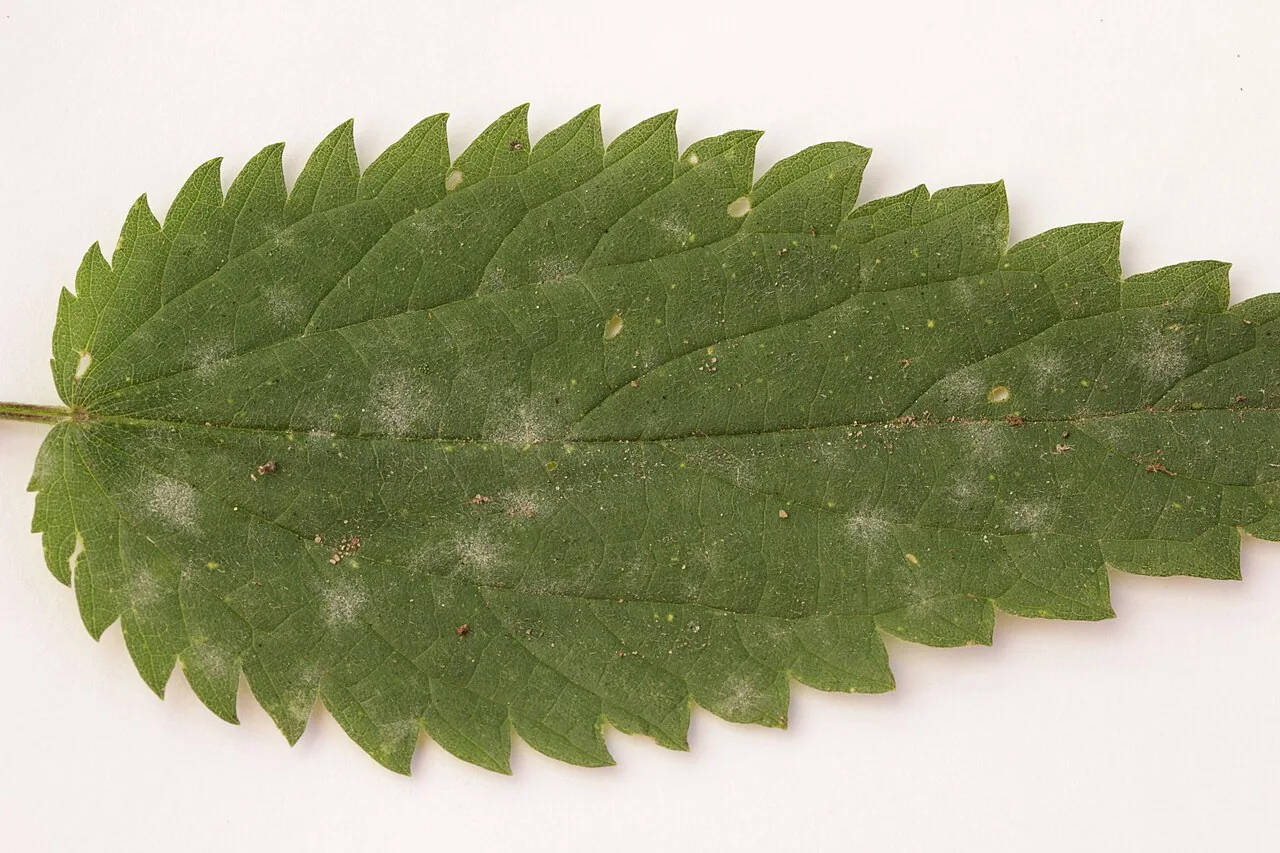 Erysiphe urticae (Erysiphe urticae) — photo mycologique