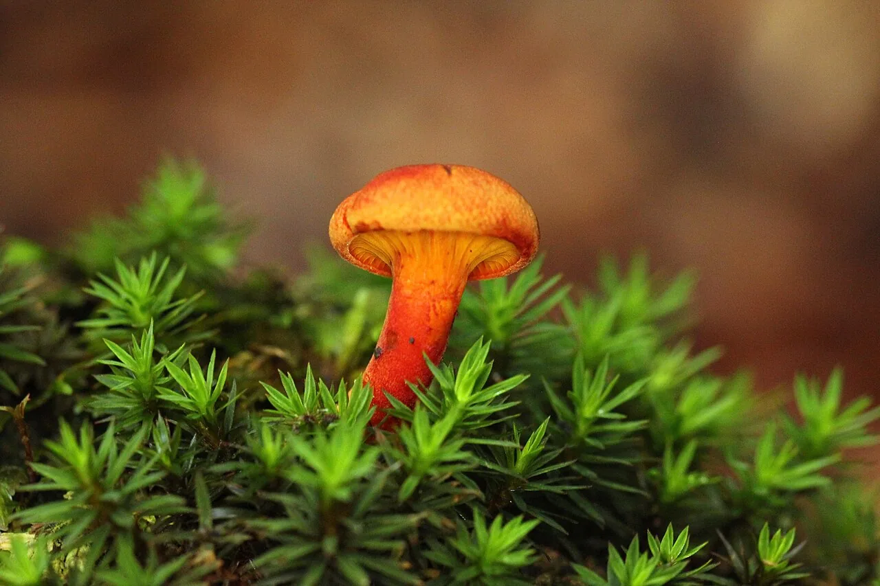 Erythrophylloporus aurantiacus (Erythrophylloporus aurantiacus) — photo mycologique