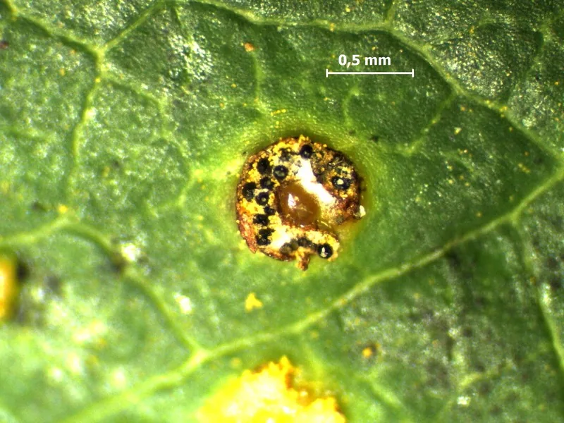 Eudarluca caricis (Eudarluca caricis) — photo mycologique