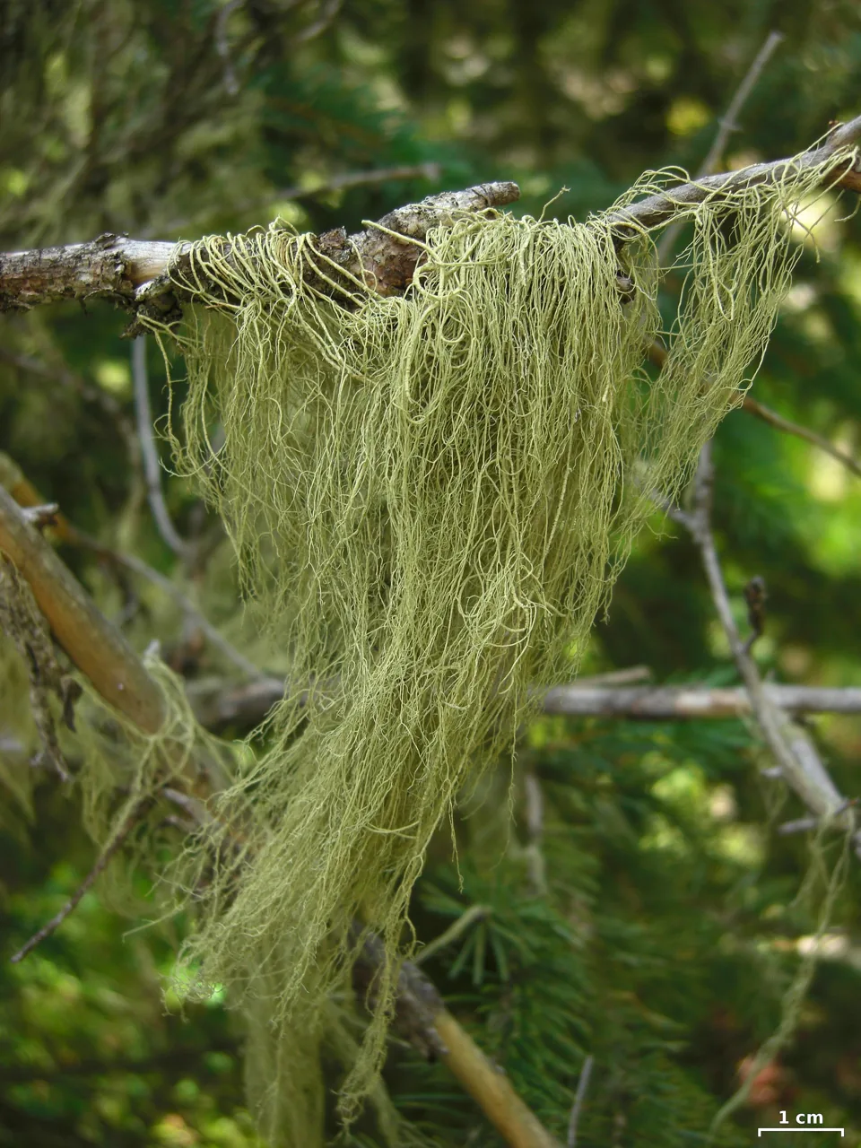 Eumitria baileyi (Eumitria baileyi) — photo mycologique