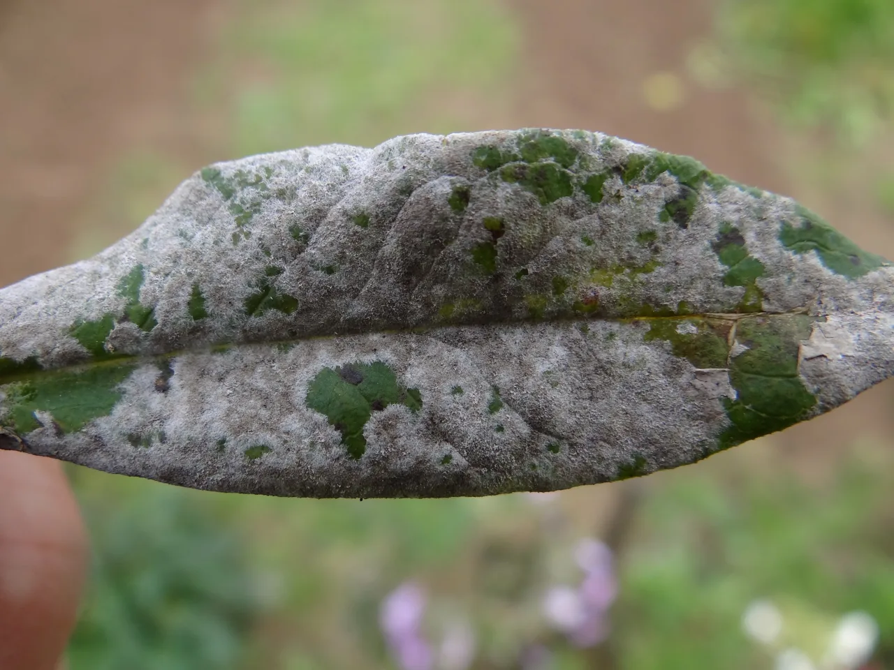 Euoidium pseudolongipes (Euoidium pseudolongipes) — photo mycologique