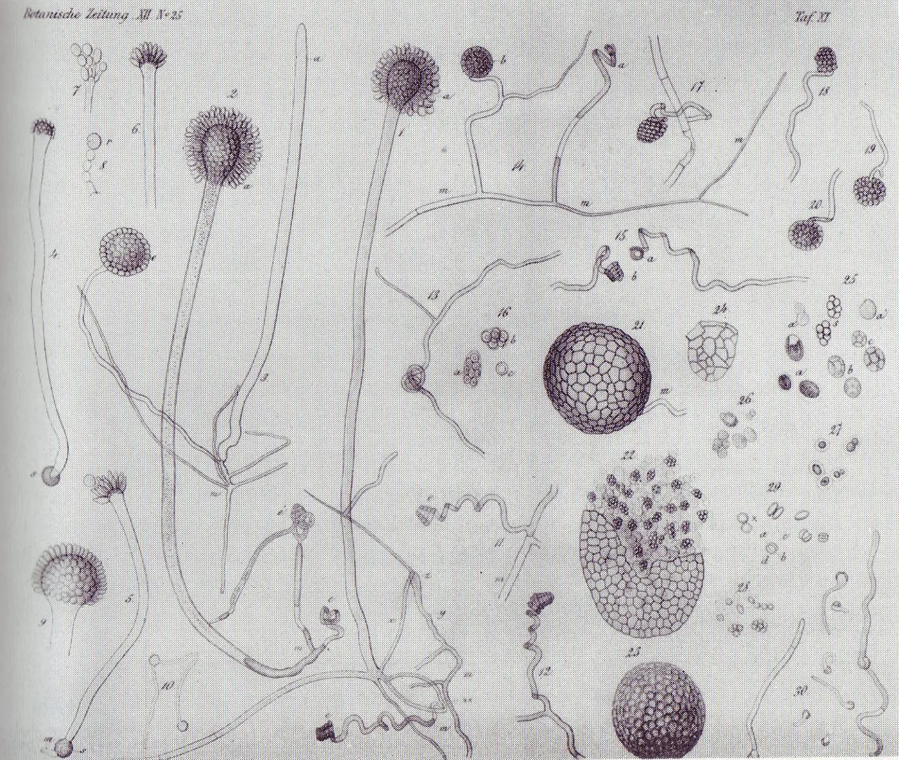Eurotium herbariorum (Eurotium herbariorum) — photo mycologique