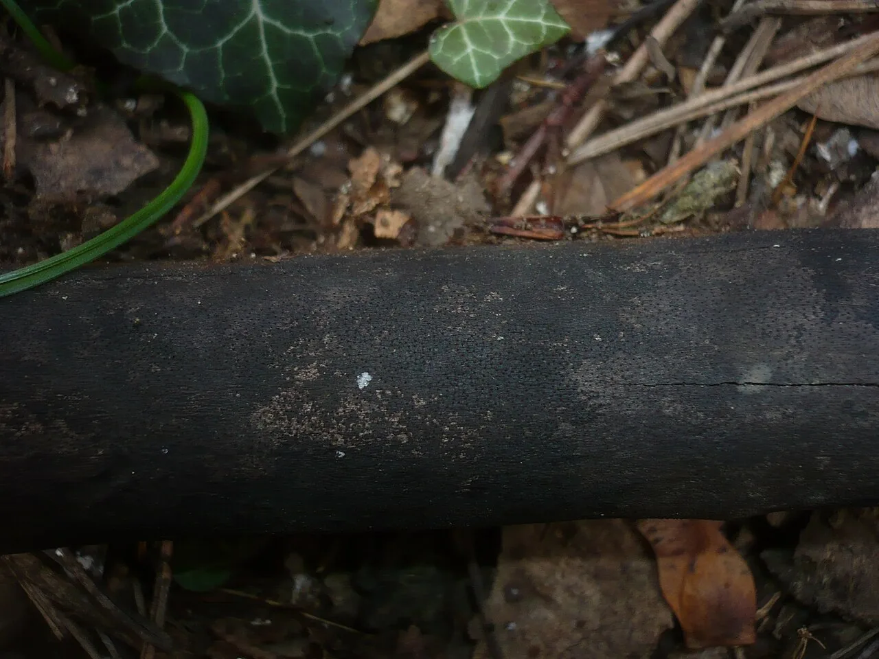 Eutypa acerina (Eutypa acerina) — photo mycologique