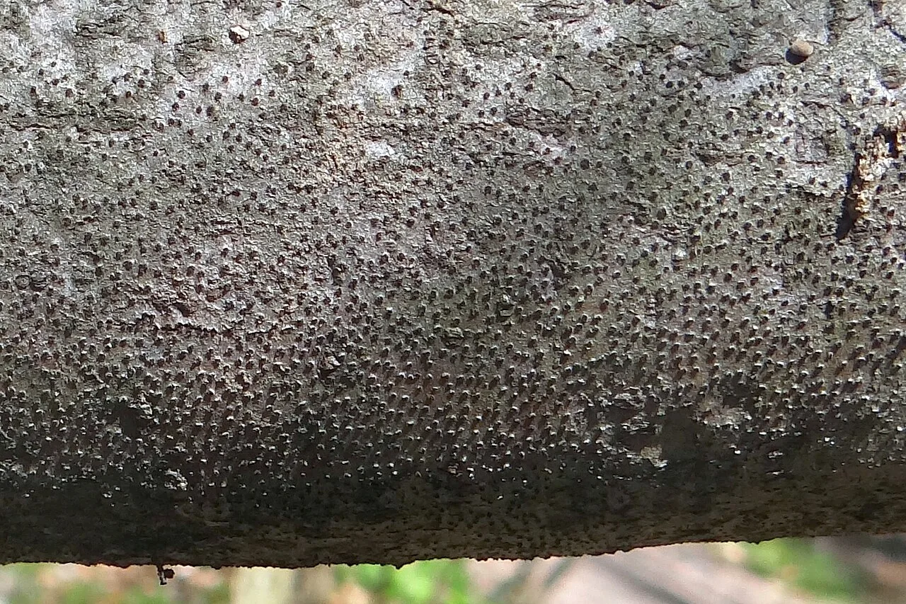 Eutypa maura (Eutypa maura) — photo mycologique