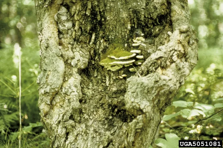 Eutypella brunaudiana (Eutypella brunaudiana) — photo mycologique