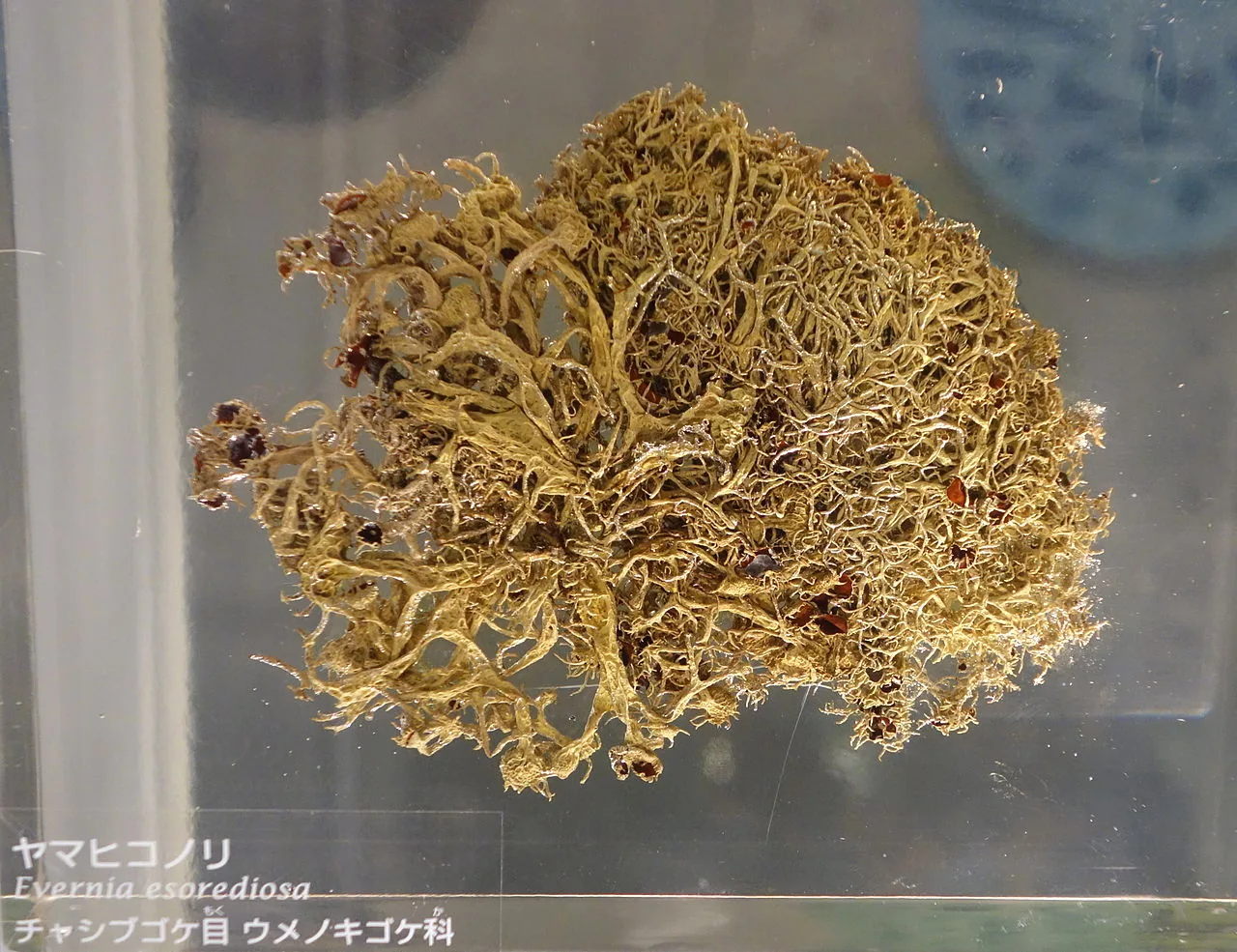 Evernia esorediosa (Evernia esorediosa) — photo mycologique