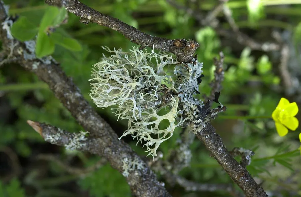 Evernia prunastri (Evernia prunastri) — photo mycologique