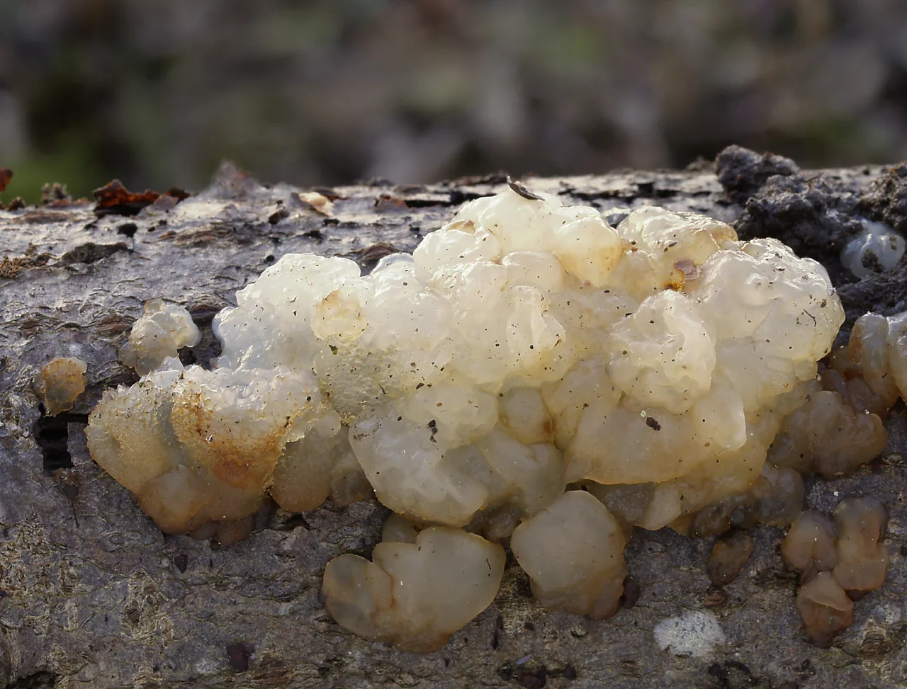 Exidia candida (Exidia candida) — photo mycologique