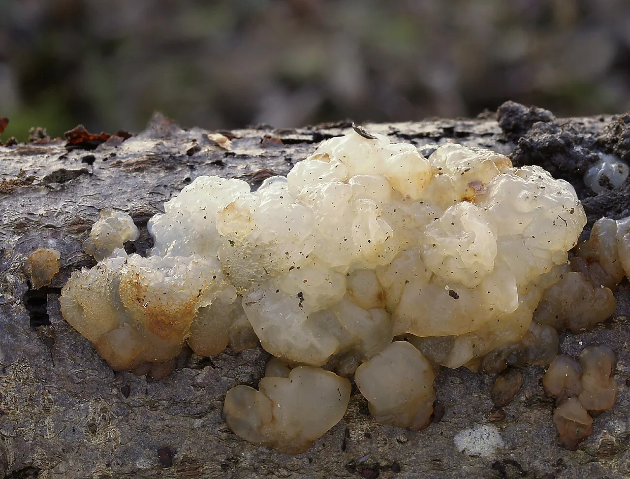 Exidia cartilaginea (Exidia cartilaginea) — photo mycologique