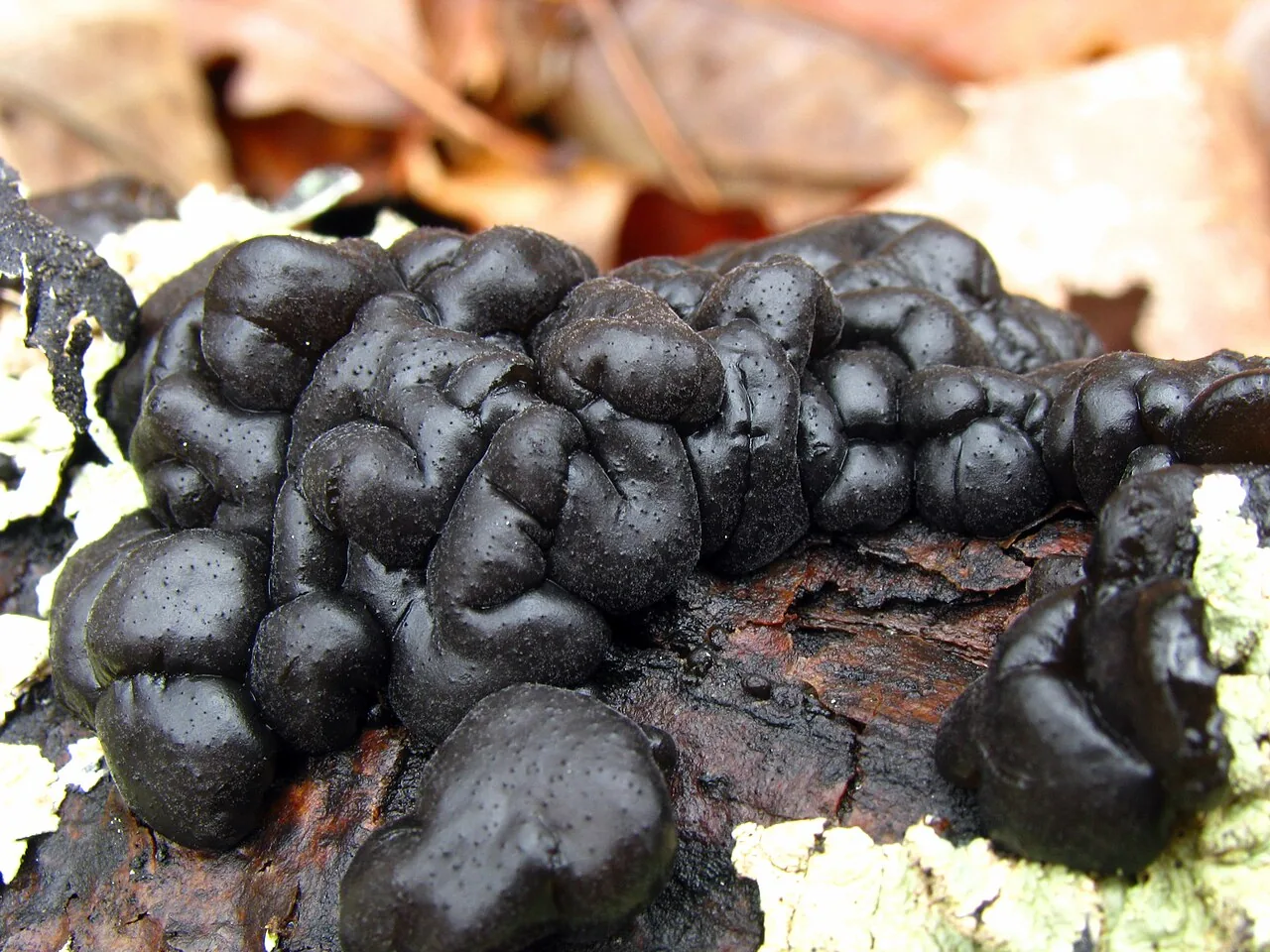 Exidia maya (Exidia maya) — photo mycologique