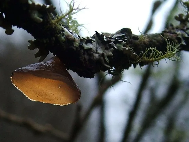 Exidia repanda (Exidia repanda) — photo mycologique