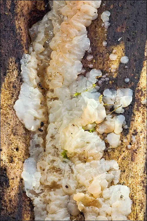 Exidia thuretiana (Exidia thuretiana) — photo mycologique