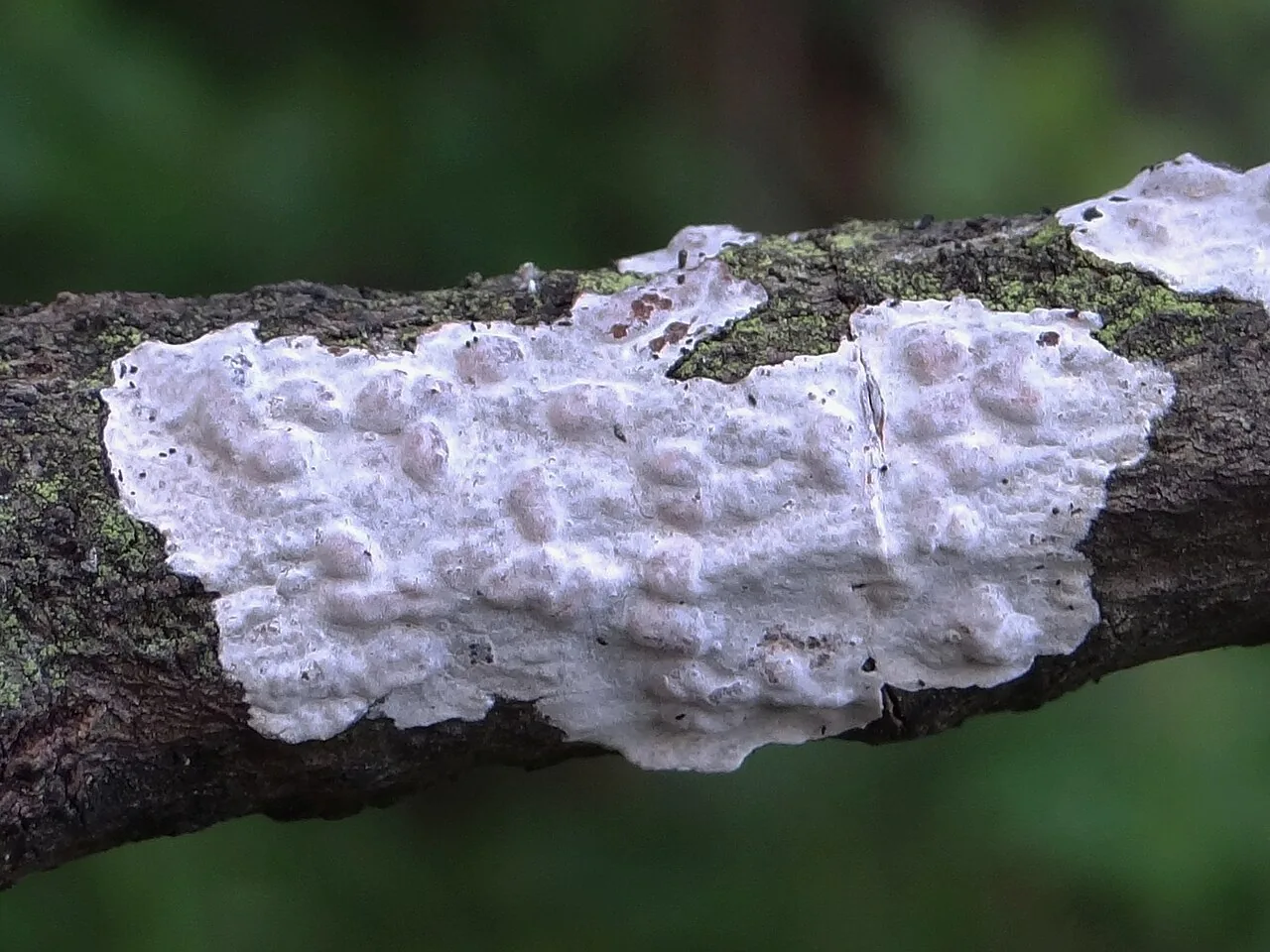 Exidiopsis novae-zelandiae (Exidiopsis novae-zelandiae) — photo mycologique