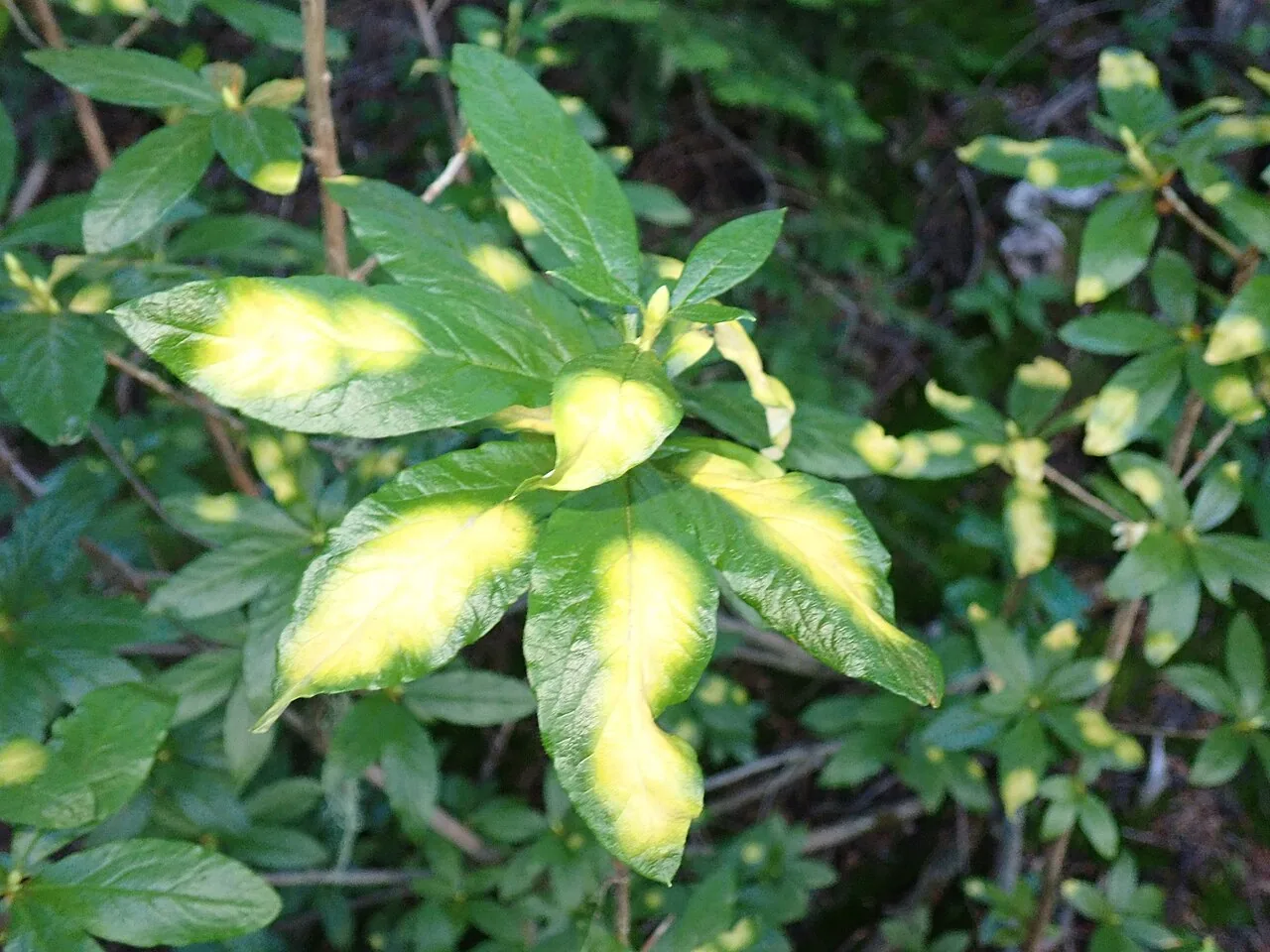 Exobasidium burtii (Exobasidium burtii) — photo mycologique