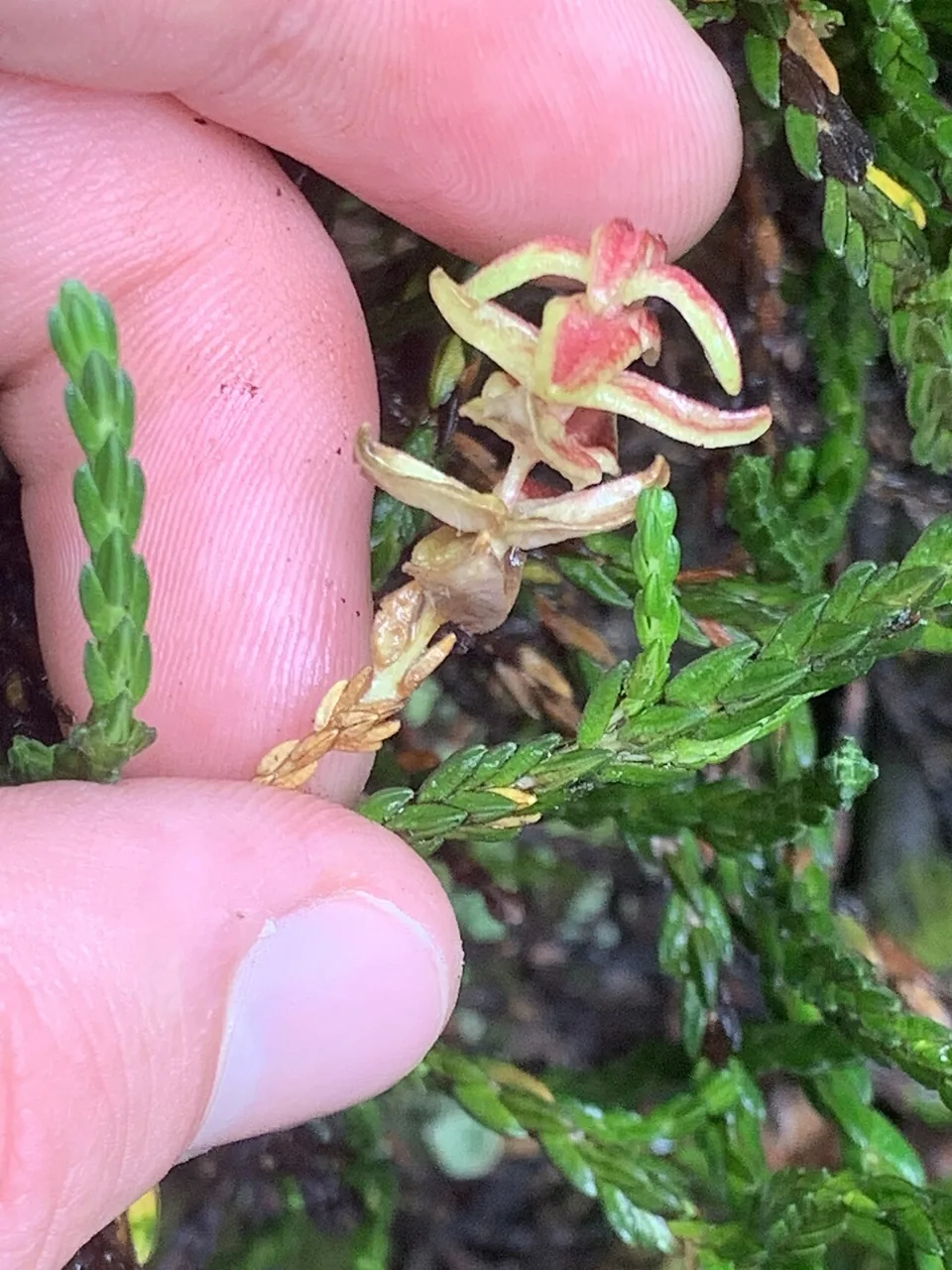Exobasidium hypogenum (Exobasidium hypogenum) — photo mycologique