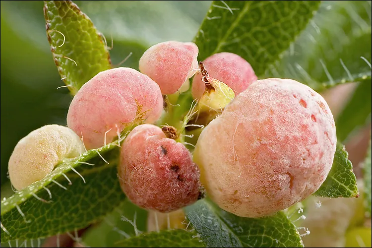 Exobasidium ledi (Exobasidium ledi) — photo mycologique