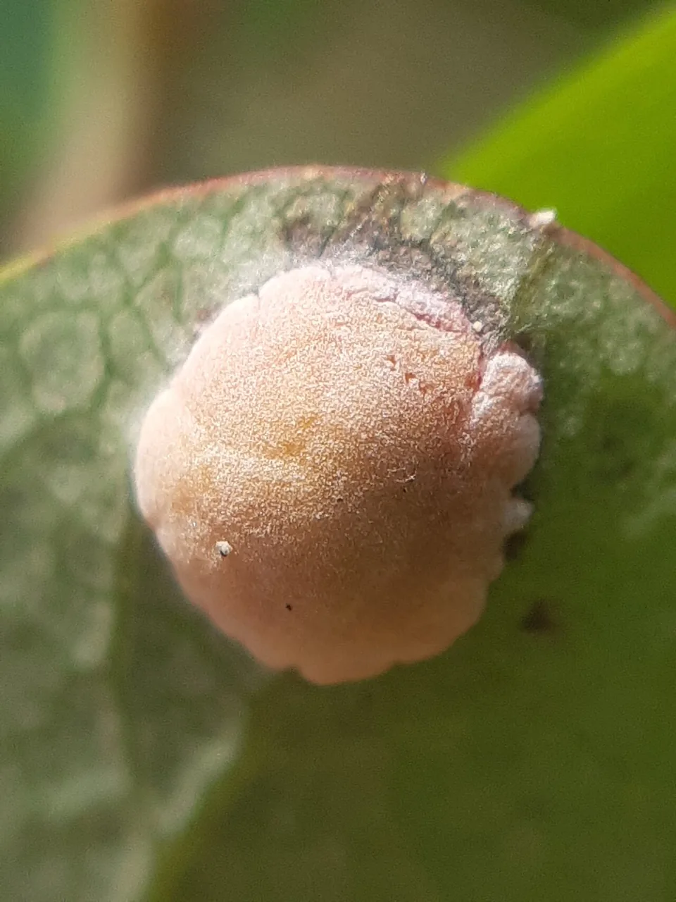 Exobasidium pachysporum (Exobasidium pachysporum) — photo mycologique