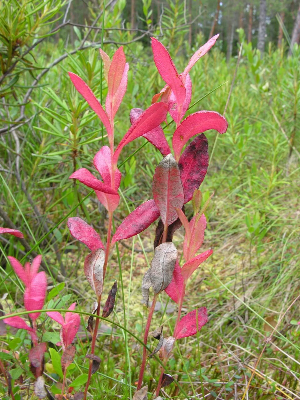 Exobasidium savilei (Exobasidium savilei) — photo mycologique