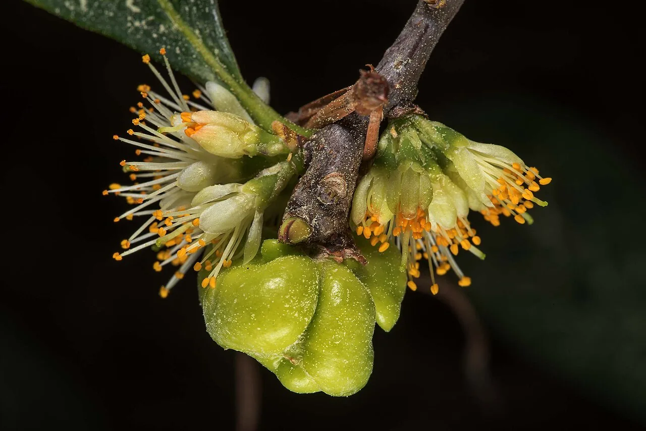 Exobasidium symploci-japonicae (Exobasidium symploci-japonicae) — photo mycologique