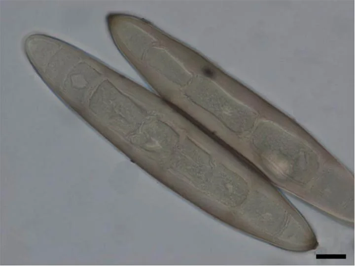Exserohilum monoceras (Exserohilum monoceras) — photo mycologique