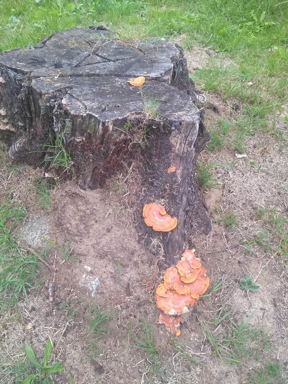 Fabisporus sanguineus (Fabisporus sanguineus) — photo mycologique