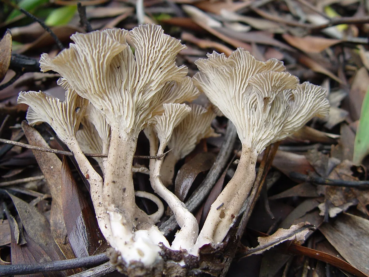 Faerberia carbonaria (Faerberia carbonaria) — photo mycologique