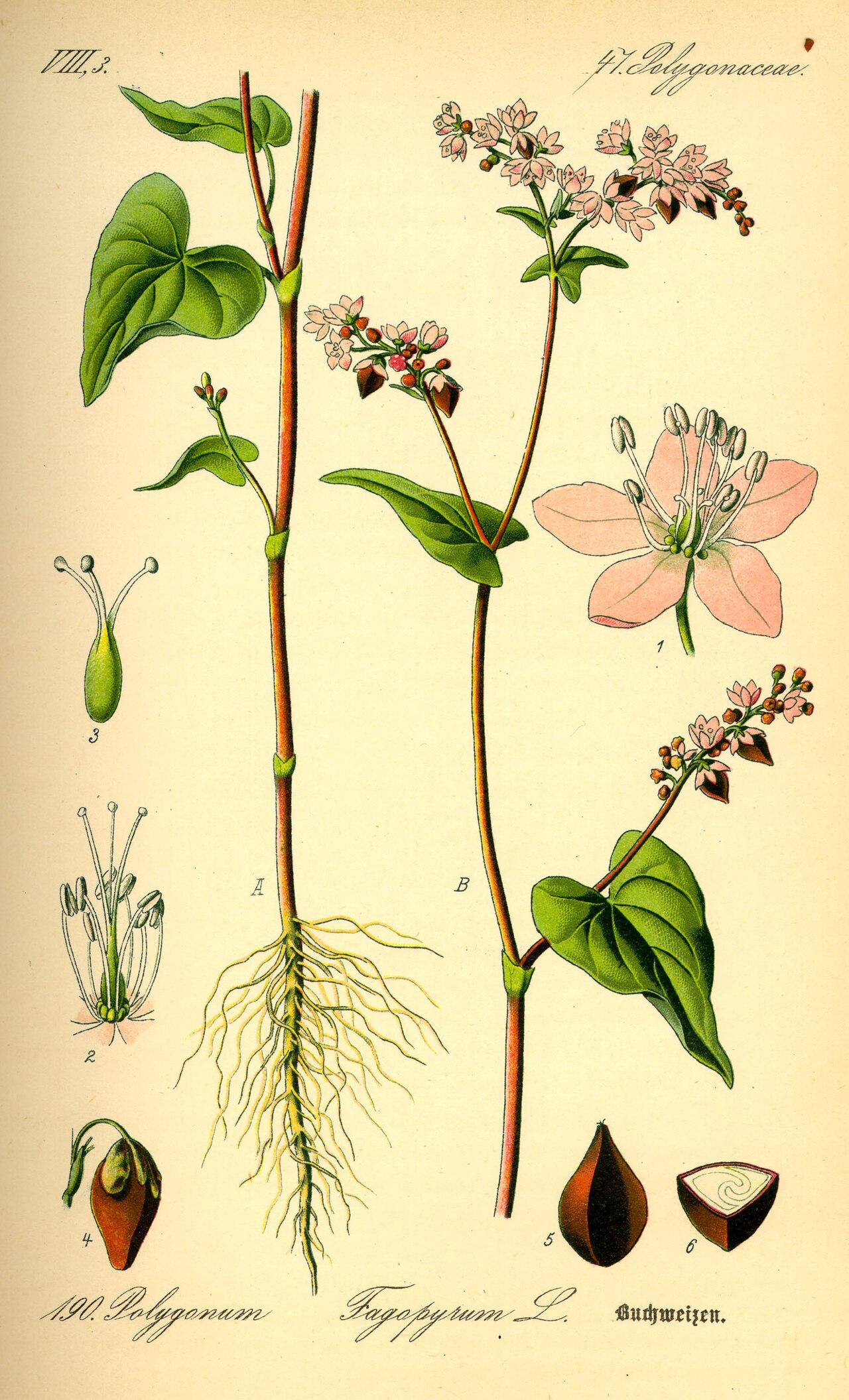 Sarrasin (Fagopyrum) — photo botanique