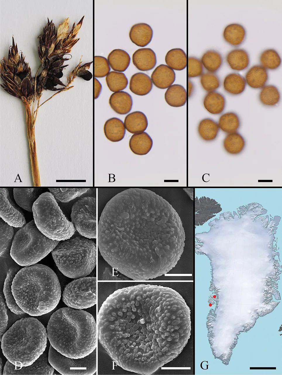 Farysia itapuensis (Farysia itapuensis) — photo mycologique
